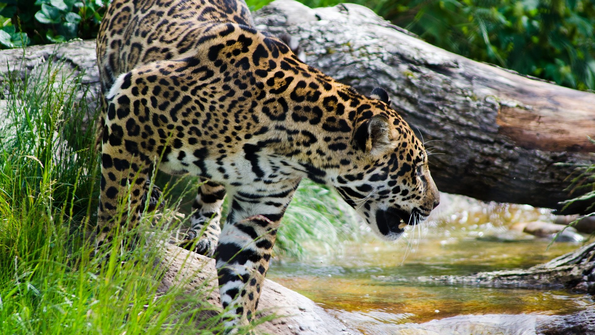 El jaguar, rey de las selvas de Panamá