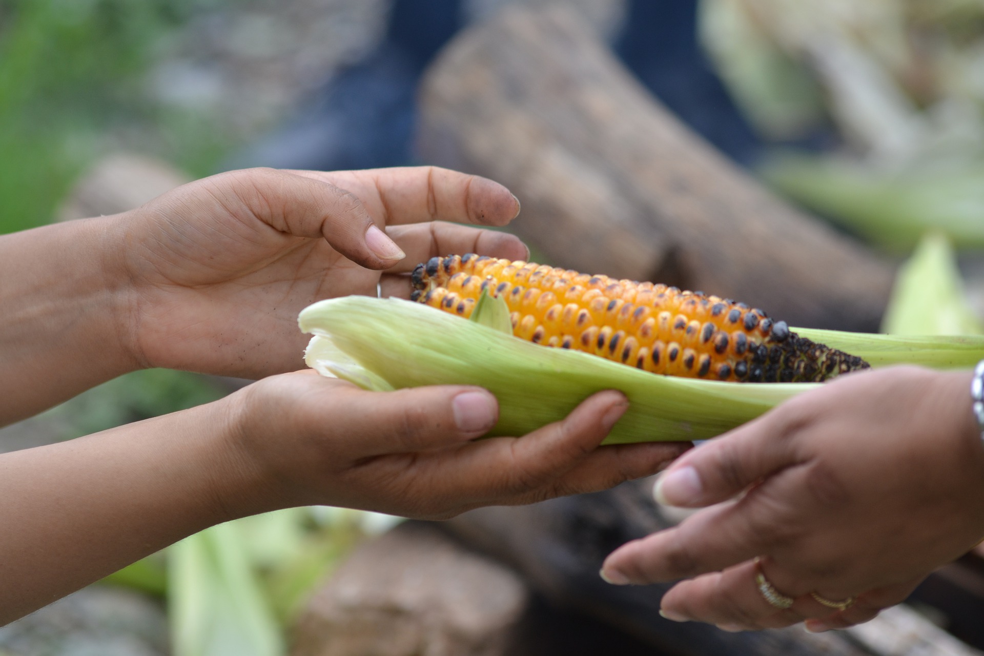 El maíz, un alimento ancestral que une naciones